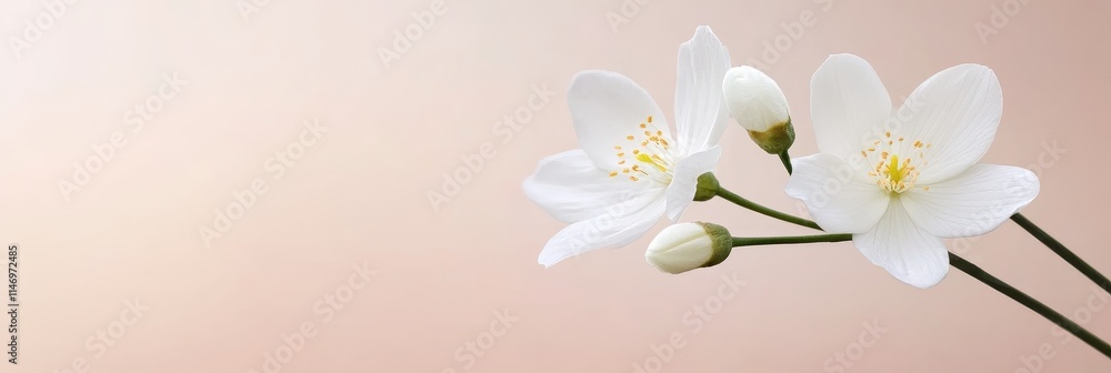 Fototapeta premium Delicate White Blossoms - Purity, serenity, new beginnings, spring, elegance. A gentle image.