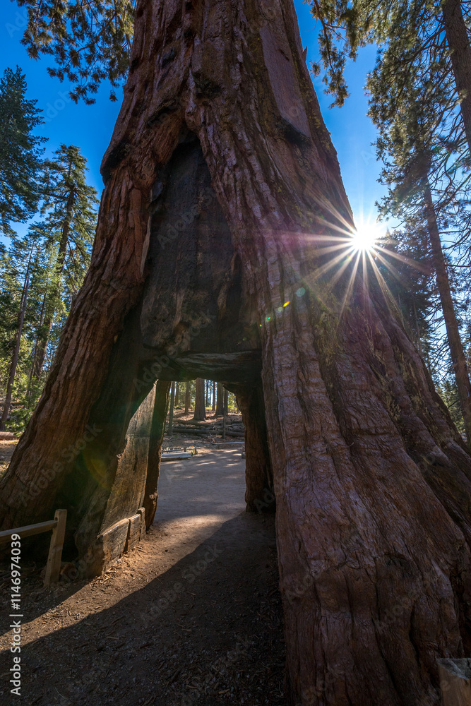 California Tunnel Tree