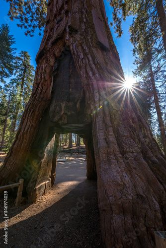 Obraz na płótnie California Tunnel Tree w salonie