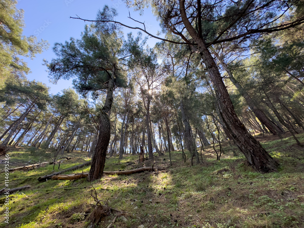 Fototapeta premium A serene forest with sunlight filtering through the branches, creating a refreshing atmosphere. The vibrant greenery and open sky offer a tranquil environment, perfect for outdoor exploration.
