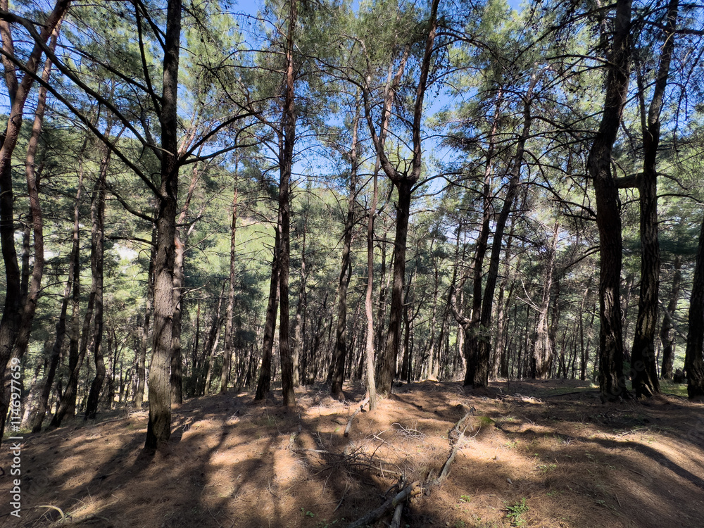 Fototapeta premium A serene forest with sunlight filtering through the branches, creating a refreshing atmosphere. The vibrant greenery and open sky offer a tranquil environment, perfect for outdoor exploration.