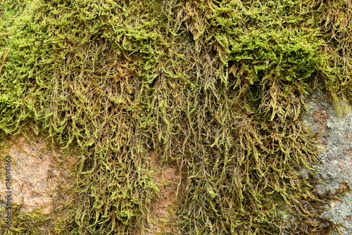 Green moss in a forest. Closeup. September 2024. photo