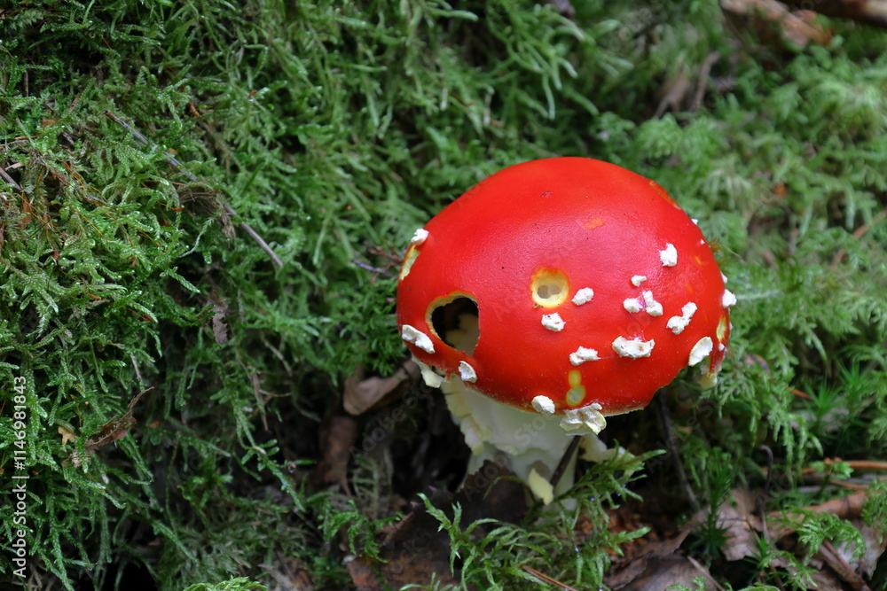 Red and white fly agaric mushroom. Toxic. Sweden, September 2024.