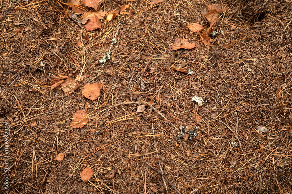 Ground in a forest. Conifer and leaves. Autumn time. September 2024. Ground in a forest. Conifer and leaves. Autumn time. September 2024.
