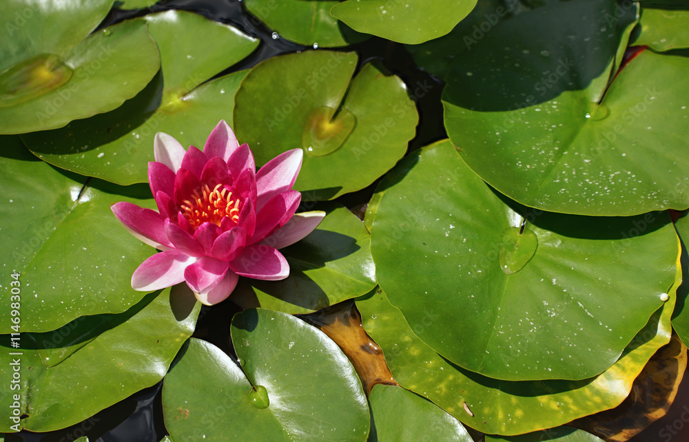 Pink and yellow water lily flower, with green circle leaves around Pink and yellow water lily flower, with green circle leaves around