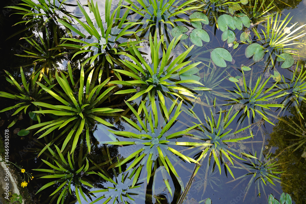 Aquatic plants - water soldiers or pineapple, Stratiotes aloides, growing on lake surface, view from above