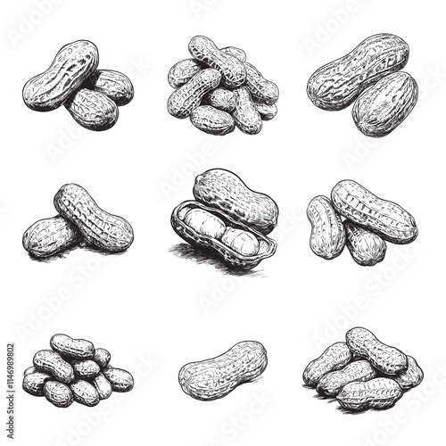 Set of peanut vector illustrations - hand drawn peanut - black and white peanut isolated on white background