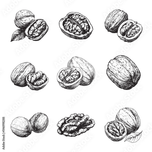 Set of walnut vector illustrations - hand drawn walnut - black and white walnut isolated on white background