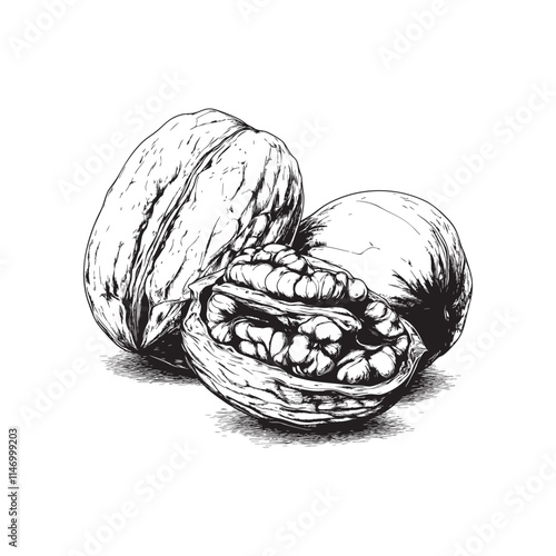 Walnut vector illustrations - hand drawn walnut - black and white walnut isolated on white background