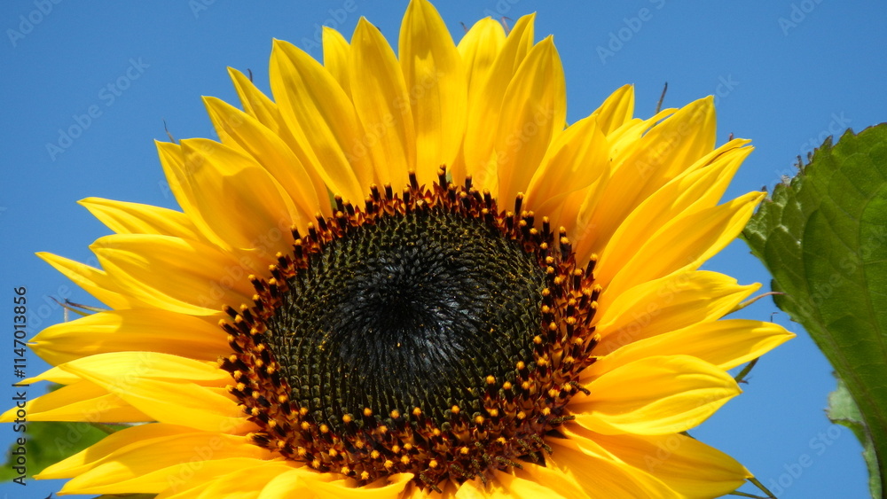 Obraz premium Yellow flower of Common sunflower with ripening seeds on sunny summer weather with blue sky. Topics: flower background, beauty of nature, blossom, season, blooming, flowering, vegetation, flora