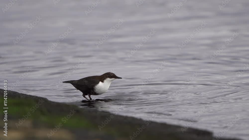 A white-throated dipper (Cinclus cinclus) foraging in shallow water - slow motion A white-throated dipper (Cinclus cinclus) foraging in shallow water - slow motion