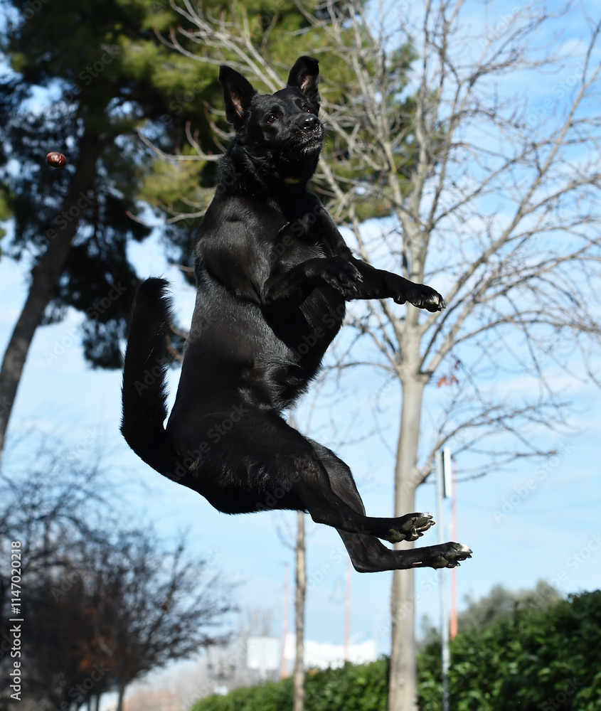 Fototapeta premium a black belgian shepherd dog in the park