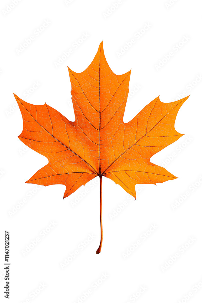 Fototapeta premium maple leaf isolated on white