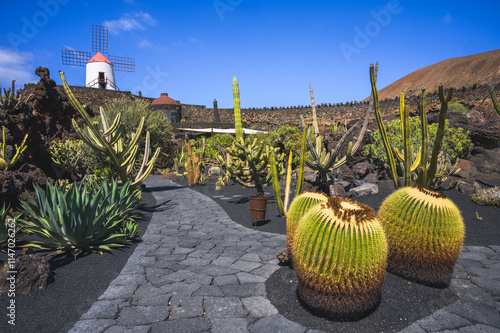 View of cactus garden in Guatiza village, Lanzarote, Canary Islands, Spain photo