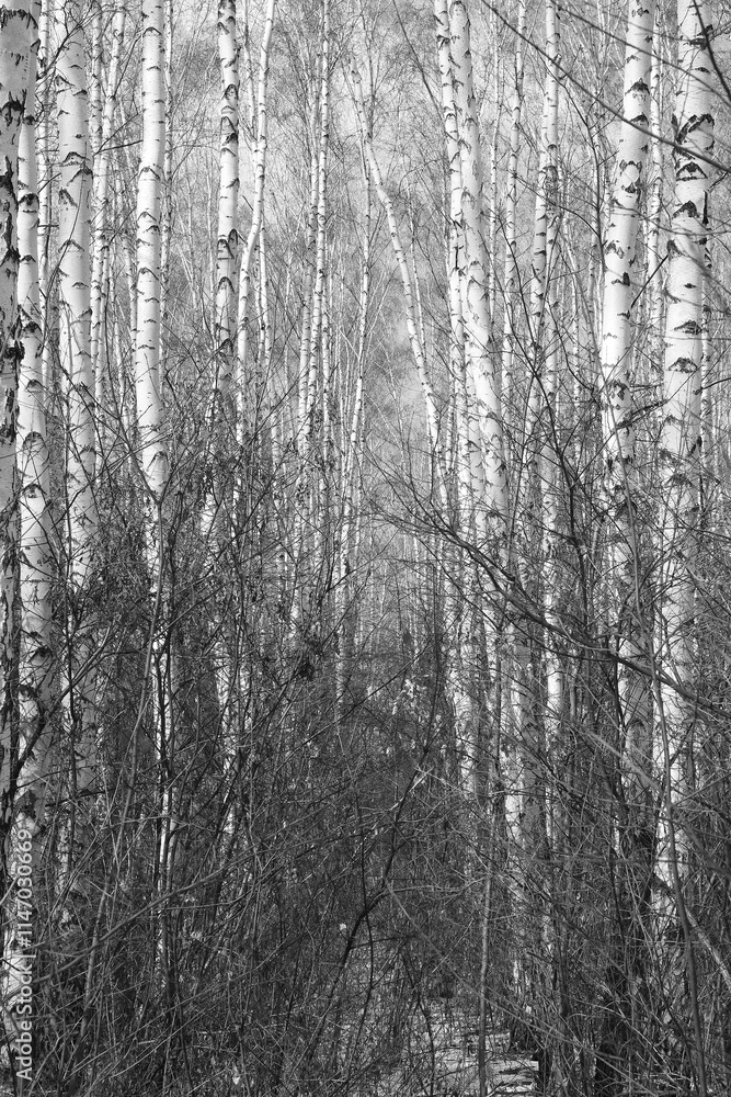 Obraz premium black-and-white photo with white birches