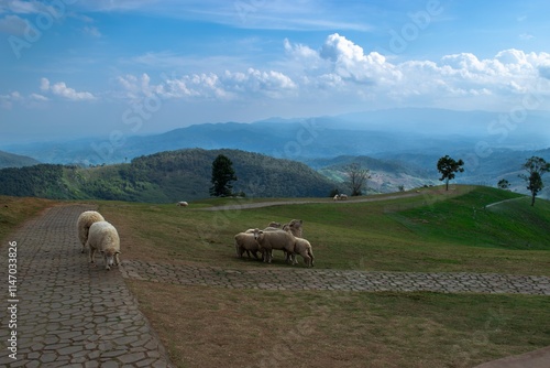 Grazing Sheep on Scenic Green Hills with Mountain Views and Blue Sky