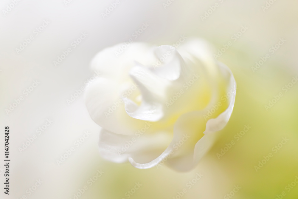 Fototapeta premium A delicate white flower in soft focus, with gentle petals and a blurred background creating a serene, dreamy atmosphere.