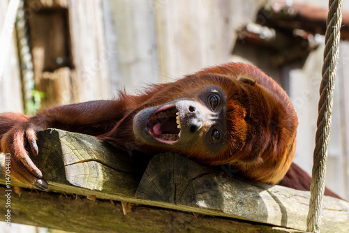 Colombian red howler or Venezuelan red howler lives in the upper canopy photo