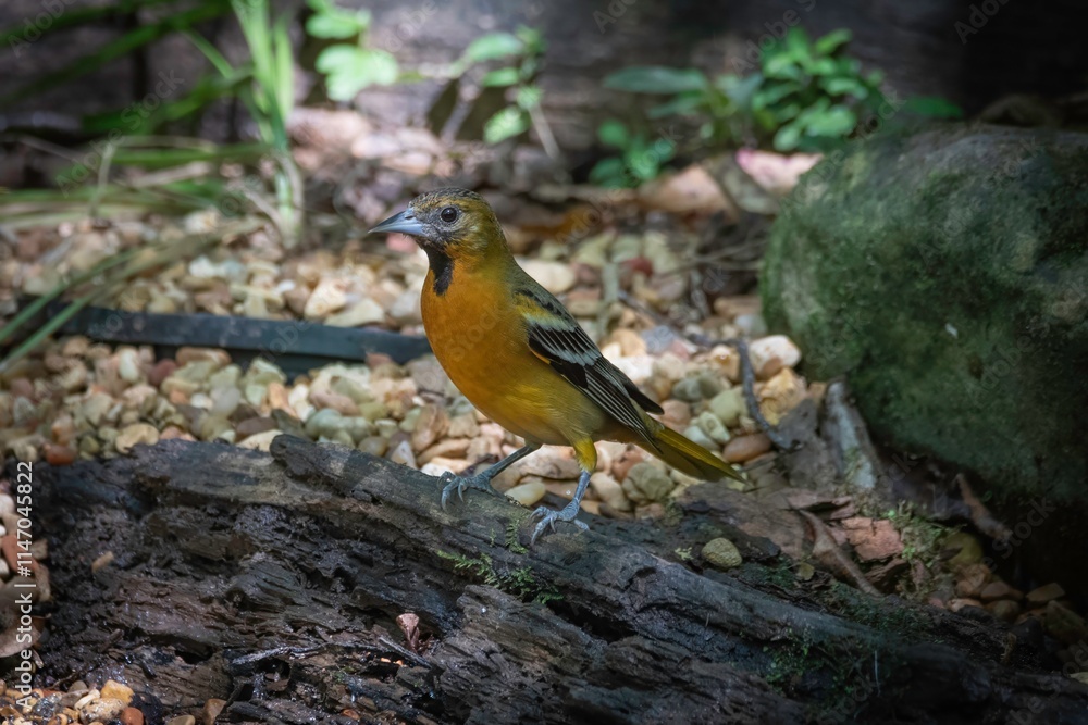 Baltimore Oriole Baltimore Oriole