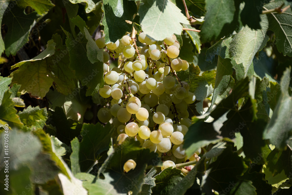 Wines grape vineyards in Andalusia, Spain, sweet pedro ximenez or muscat, or palomino grape plants, used for production of jerez, sherry sweet and dry wines Wines grape vineyards in Andalusia, Spain, sweet pedro ximenez or muscat, or palomino grape plants, used for production of jerez, sherry sweet and dry wines