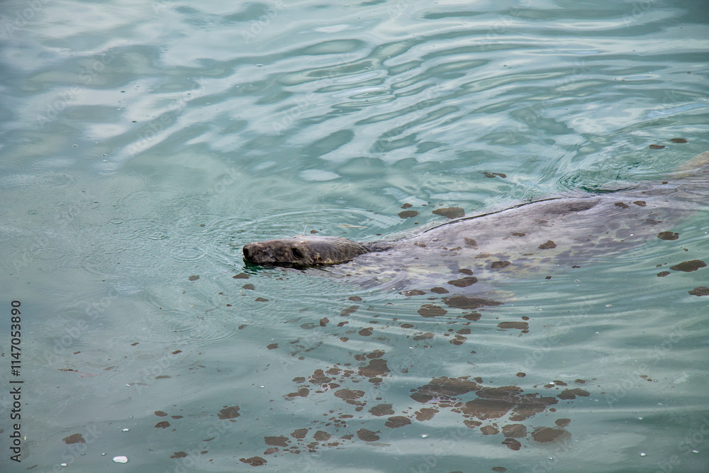 Fototapeta premium Grey Seal Halichoerus grypus swimming through oil polluted sea.
