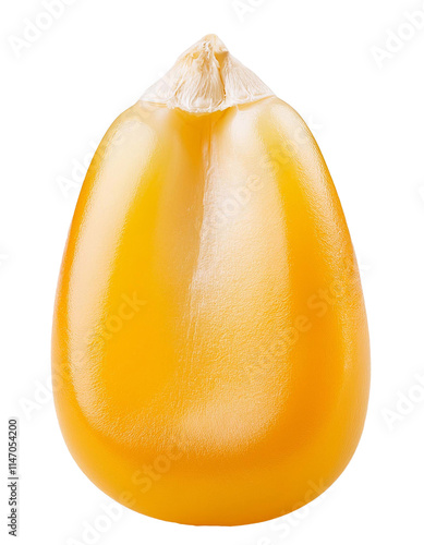 Single corn kernel isolated on transparent background