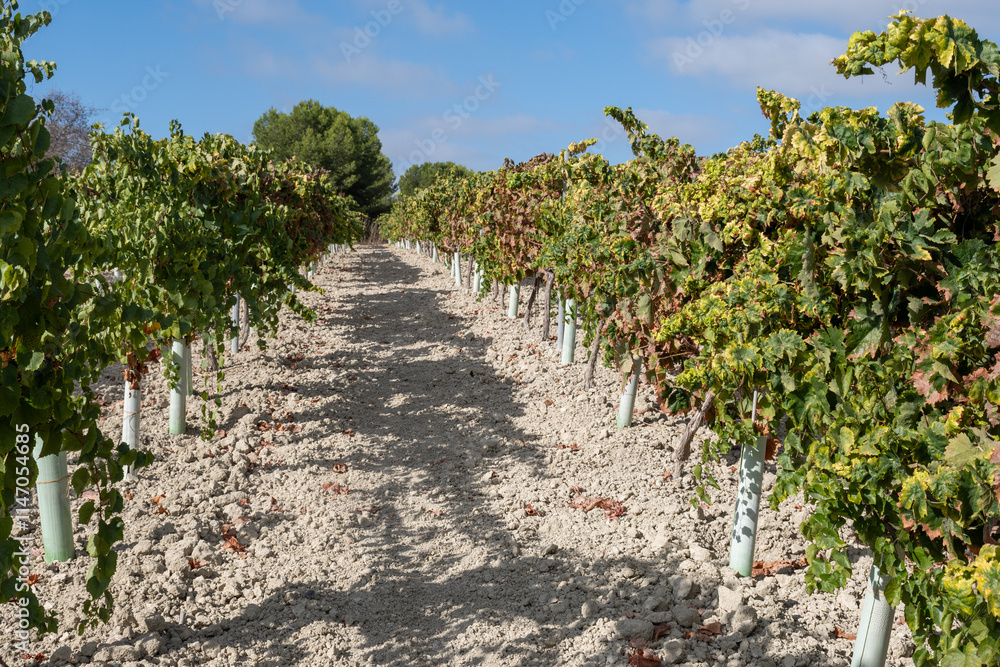 Naklejka premium Landscape with famous sherry wines grape vineyards in Andalusia, Spain, sweet pedro ximenez or muscat, or palomino grape plants, used for production of jerez, sherry sweet and dry wines