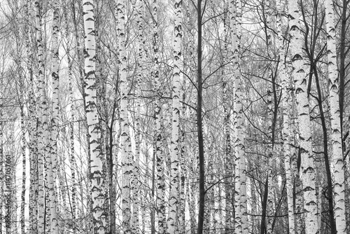 Wallpaper Mural black-and-white photo with white birches Torontodigital.ca