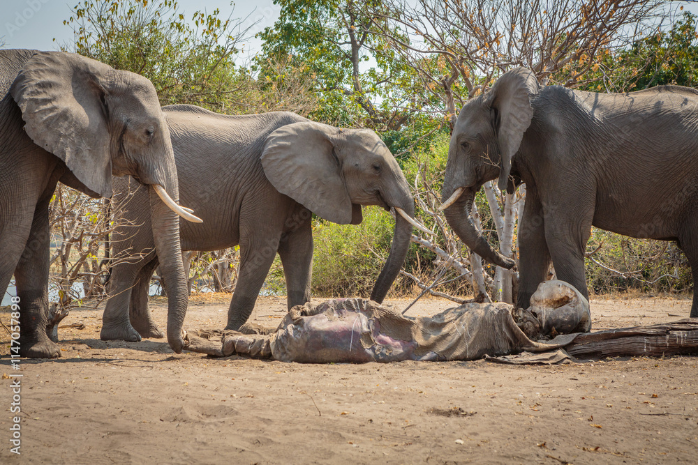 Fototapeta premium Three African elephants (Loxodonta africana) mourn over the corpse of a deceased relative