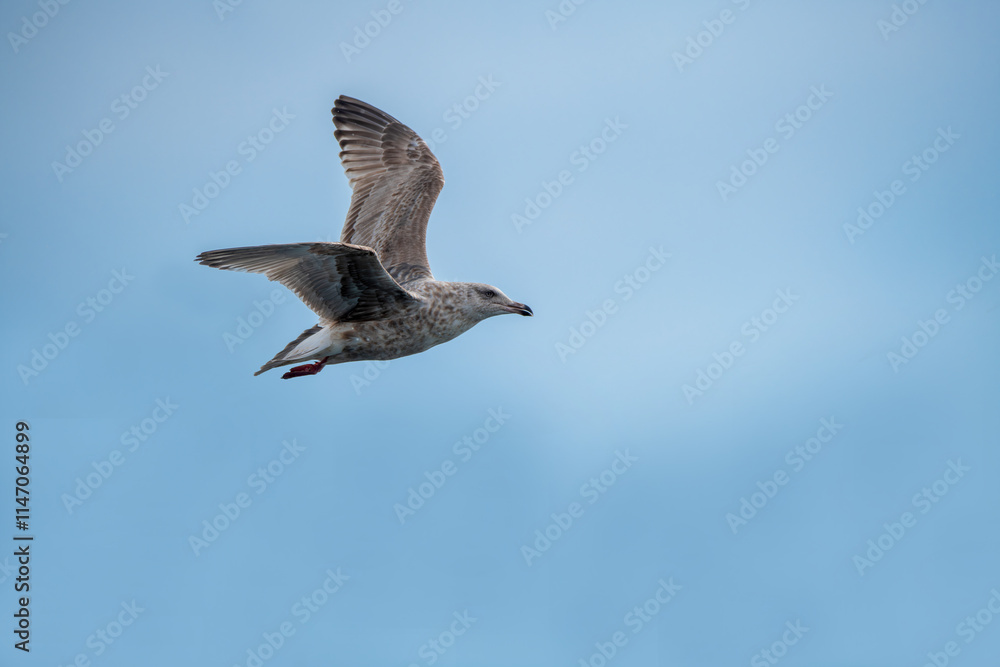 Northern silver gull in blue sky