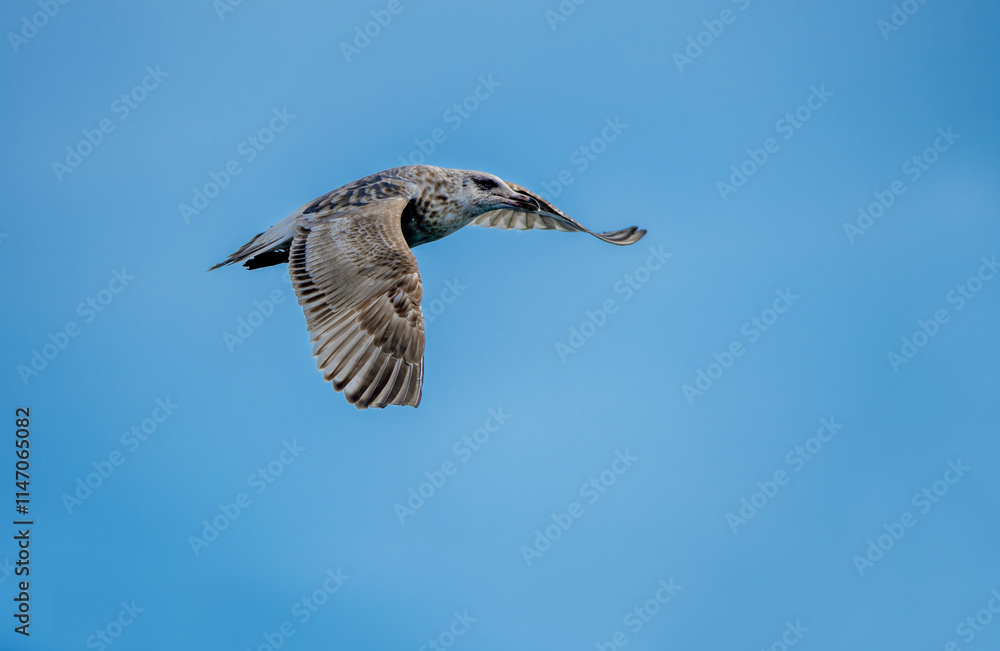 Northern silver gull in blue sky