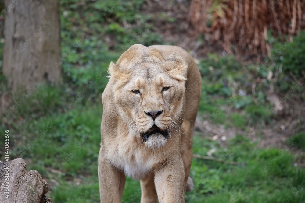 Naklejka premium lion in the zoo