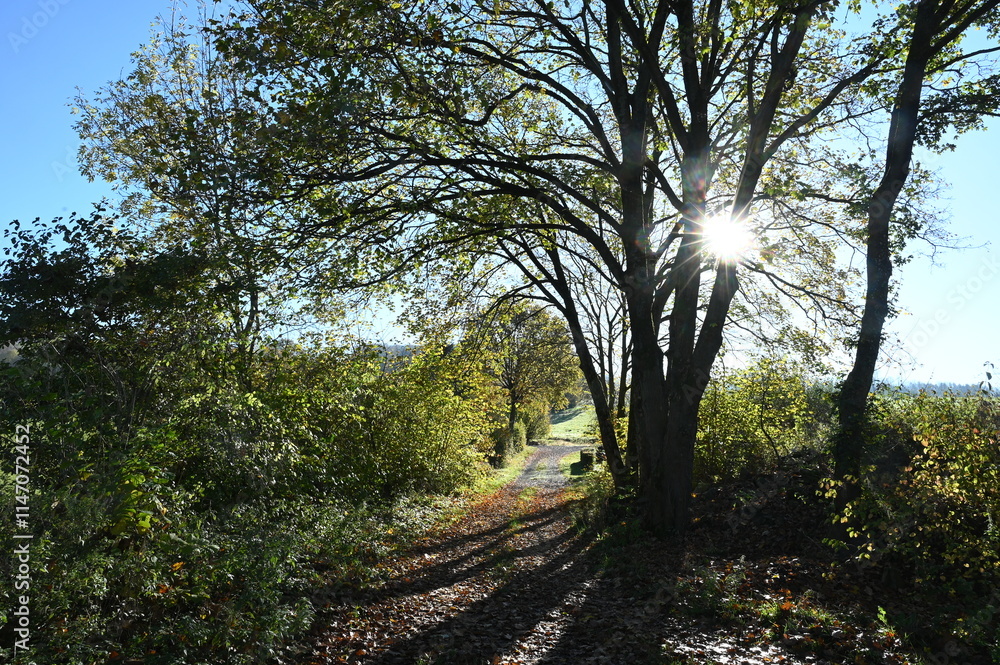 Obraz premium Weg in der Rhoen im gegenlicht