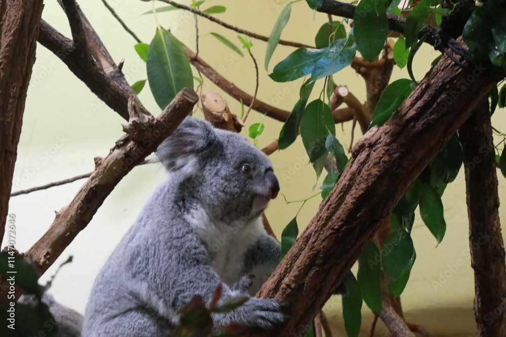 Fototapeta premium koala in tree