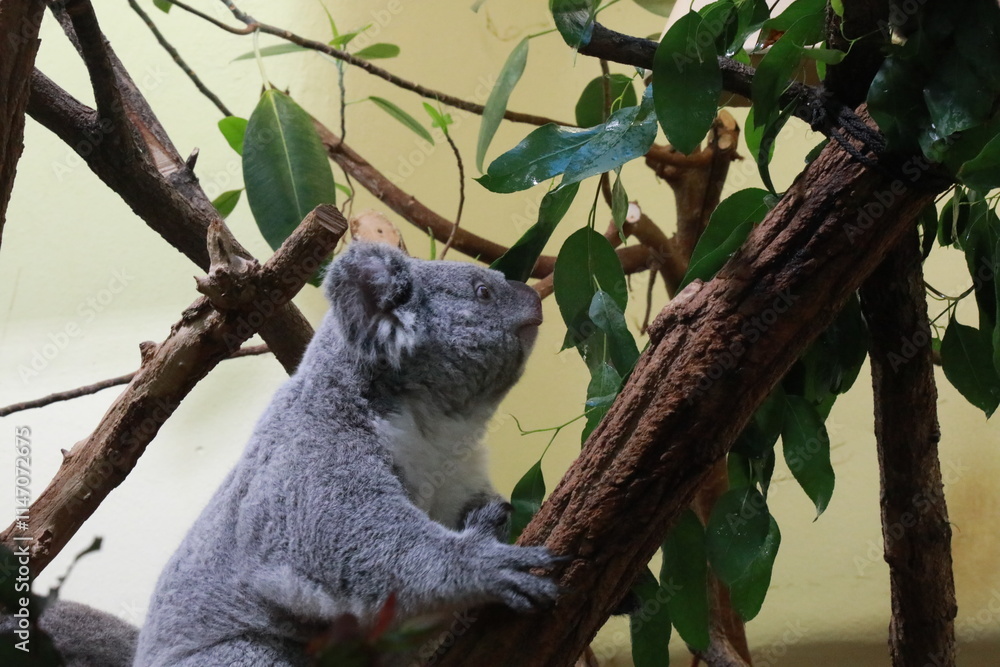 Fototapeta premium koala in tree