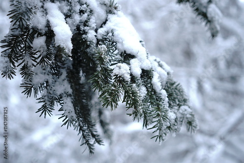 Schneebedeckter Tannenast photo