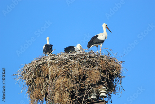 White storks in their nest