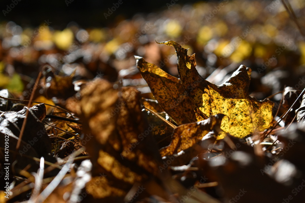 Fallen golden leaves in autumn. Fallen golden leaves in autumn.