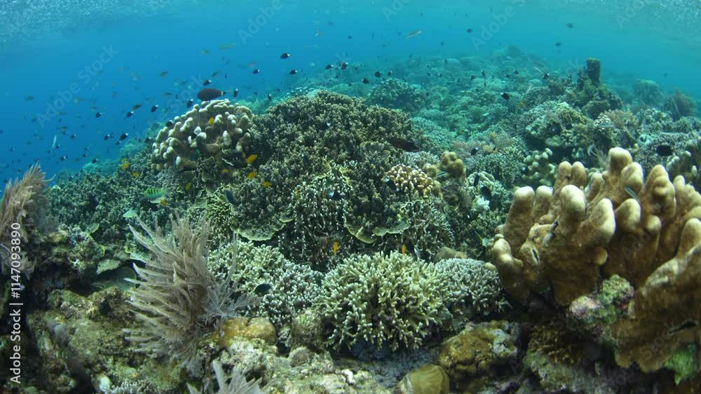 Fish and corals thrive in Bunaken National Marine Park, North Sulawesi, Indonesia. This tropical region is part of the Coral Triangle and is a popular destination for scuba divers and snorkelers. Fish and corals thrive in Bunaken National Marine Park, North Sulawesi, Indonesia. This tropical region is part of the Coral Triangle and is a popular destination for scuba divers and snorkelers.