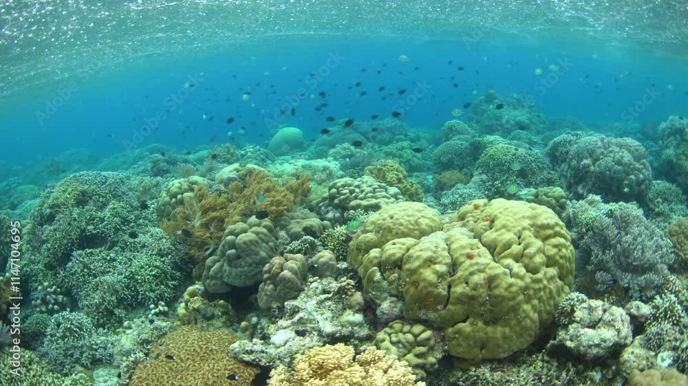 Fish and corals thrive in Bunaken National Marine Park, North Sulawesi, Indonesia. This tropical region is part of the Coral Triangle and is a popular destination for scuba divers and snorkelers. Fish and corals thrive in Bunaken National Marine Park, North Sulawesi, Indonesia. This tropical region is part of the Coral Triangle and is a popular destination for scuba divers and snorkelers.
