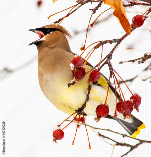 Chirping Cedar Waxwing on a crabapple branch.  photo