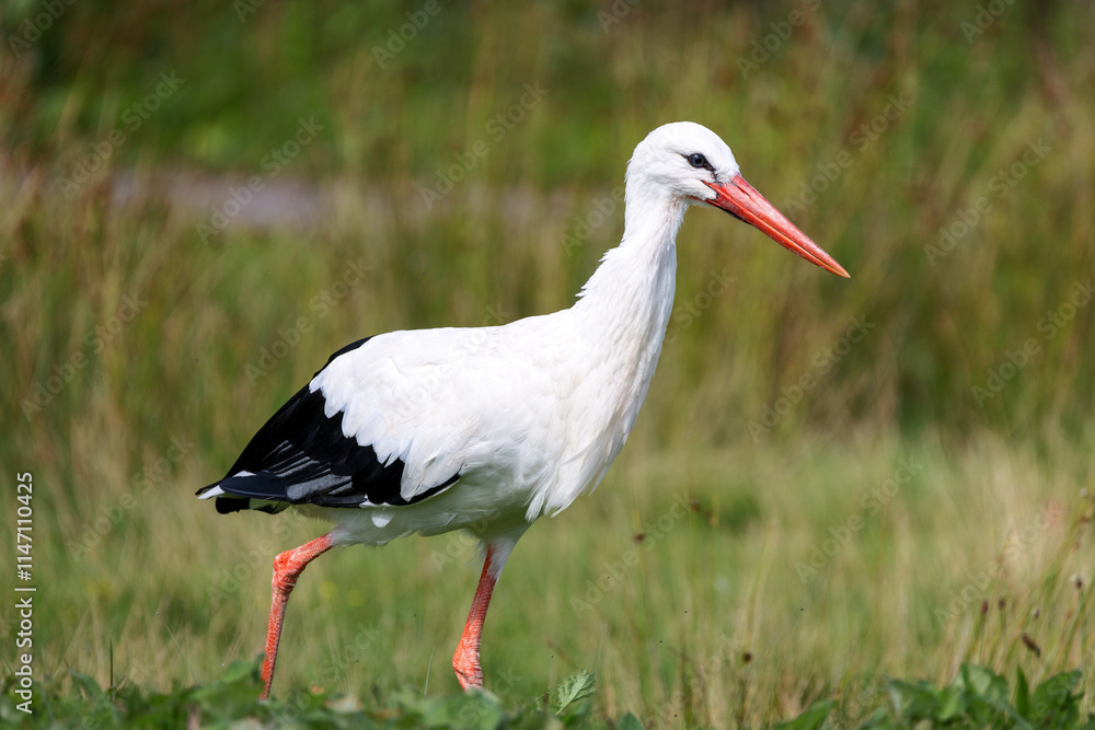 Fototapeta premium A white stork walks through the tall grass