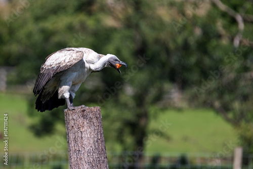 A white backed vulture sits on an old tree stump and feeds photo