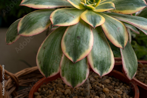 Succulents cultivation. Closeup view of Aeonium sunburst, also known as Copper pinwheel, growing in a pot in the urban garden. Beautiful colors, texture and leaves pattern photo