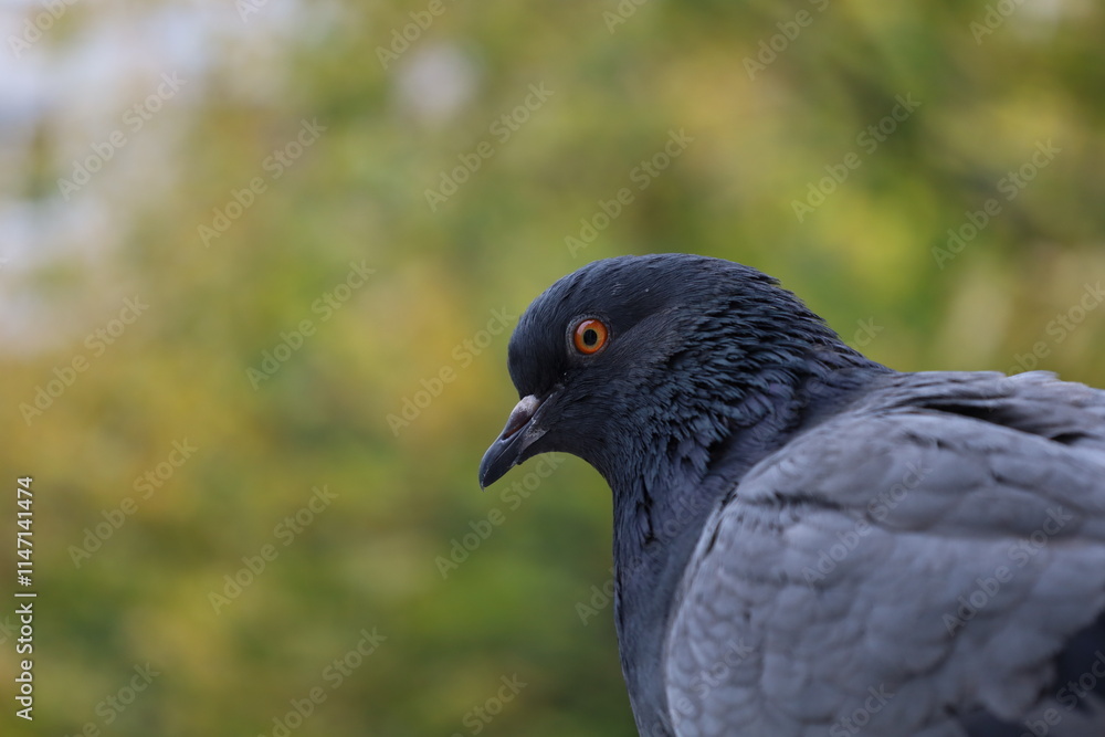 Pigeon closeup photography, dove beautiful portrait, animal head Pigeon closeup photography, dove beautiful portrait, animal head