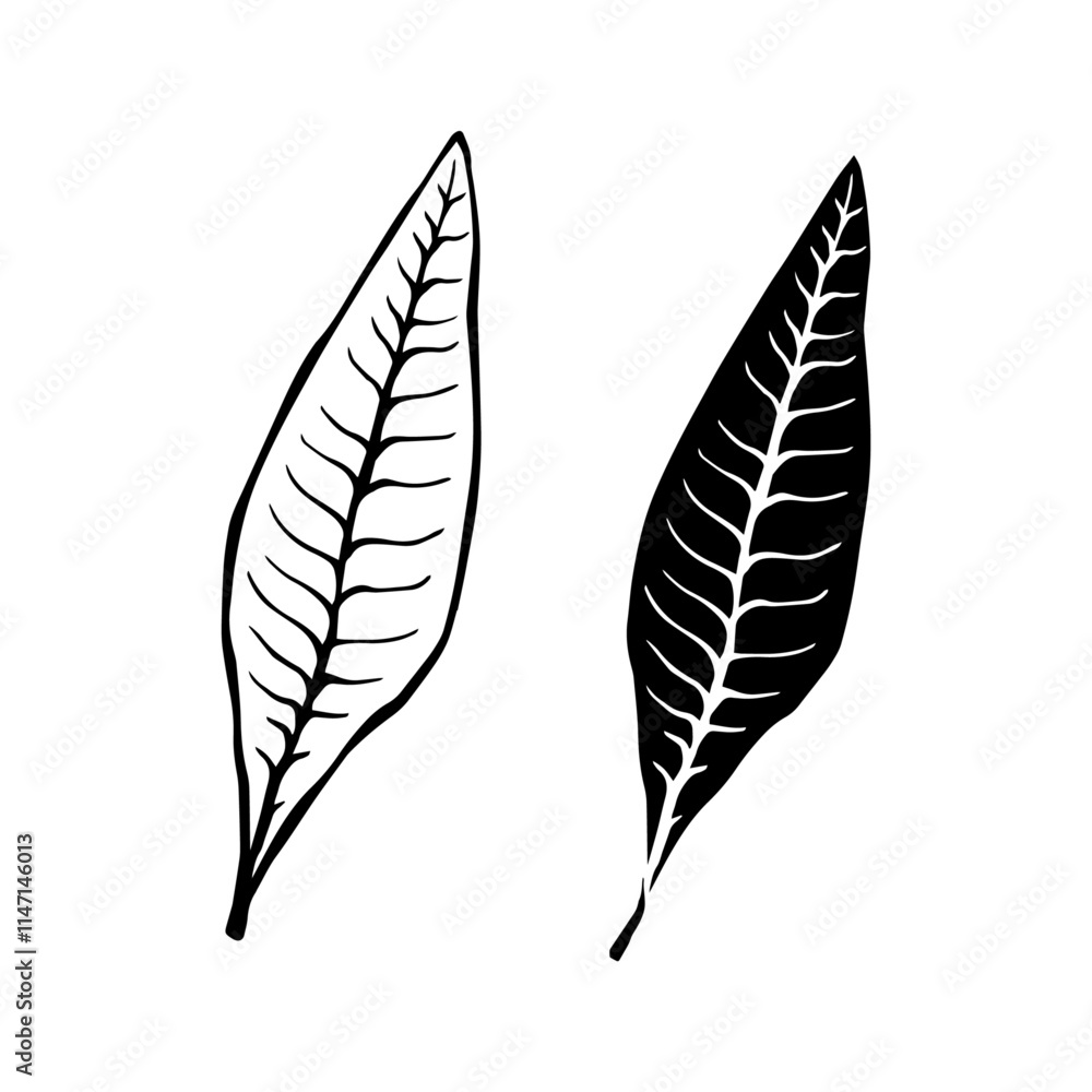Line sketch, silhouette, stamp of leaves. Vector graphics. Line sketch, silhouette, stamp of leaves. Vector graphics.
