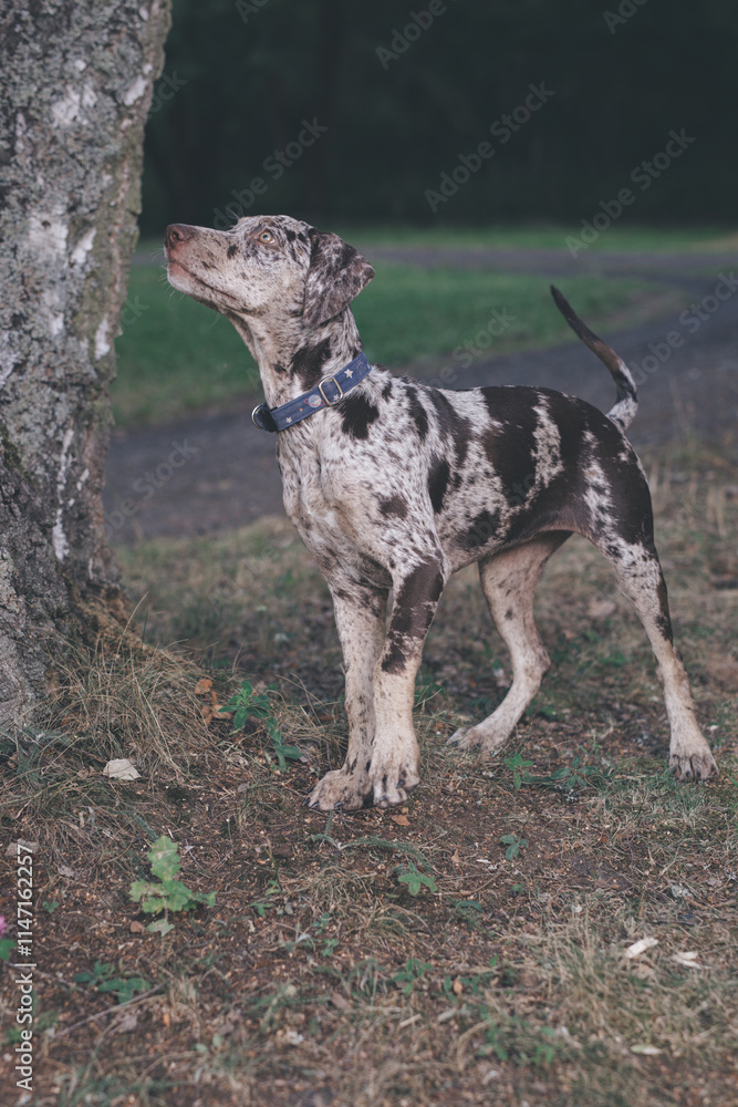Obraz premium Louisiana Catahoula Leopard Dog young females in summer camp