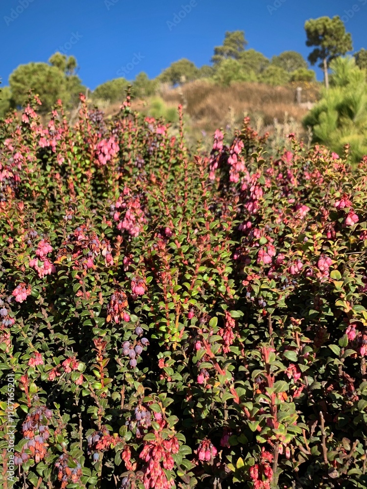 Pink Flowers Growing on a Dusty Volcano (Antigua, Guatemala)
Pink Flowers Growing on a Dusty Volcano (Antigua, Guatemala)