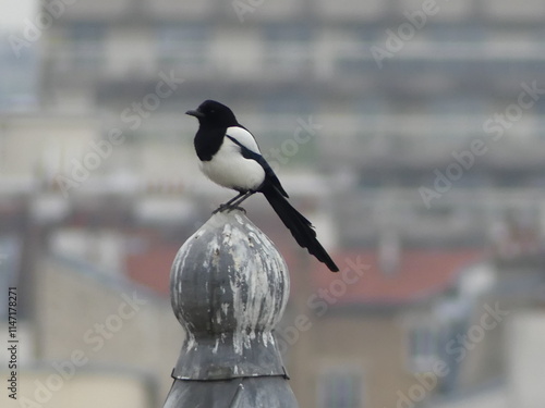 Une pie bavarde posée sur un toit photo