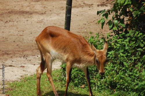 The lechwe (Kobus leche) is an antelope found in south-central Africa. Lechwe living at the zoo photo